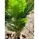 Kentia palm with large fronds made of high quality PEVA-Bild-11