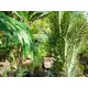 Kentia palm with large fronds made of high quality PEVA-Bild-12