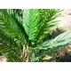 Kentia palm with large fronds made of high quality PEVA-Bild-13