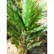 Kentia palm with large fronds made of high quality PEVA-Bild-15