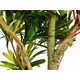 Lifelike Podocarpus-Bild-2