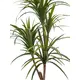 Naturgetreue Yucca-Palme-Bild-2