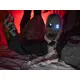 Animated zombie figure with light and sound effect (battery & USB operation)-Bild-5