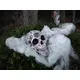 Skull with mystical signs and symbols as a scary decoration-Bild-5