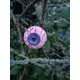 Künstliche Augen im 4er-Set als Gruseldekoration-Bild-6
