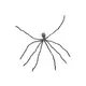 Täuschend echte Riesenspinne-Bild-2