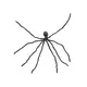Täuschend echte Riesenspinne-Bild-4