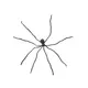 Ragno gigante incredibilmente reale-Bild-1