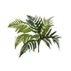 Slender lady fern for an individual decoration-Bild-1