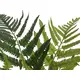 Slender lady fern for an individual decoration-Bild-2