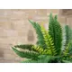 Deko-Farn für individuelle Gestaltungsmöglichkeiten-Bild-6