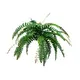 Boston fern with color contrasting branching on the stem-Bild-1