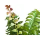 Boston fern with color contrasting branching on the stem-Bild-2