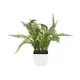 Boston fern in pot, ideal as table decoration-Bild-1