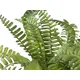 Boston fern in pot, ideal as table decoration-Bild-2