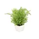 Small lady fern in a pot, perfectly suited as table decoration-Bild-1