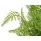 Small lady fern in a pot, perfectly suited as table decoration-Bild-2