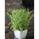 Small lady fern in a pot, perfectly suited as table decoration-Bild-4
