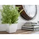Small lady fern in a pot, perfectly suited as table decoration-Bild-7