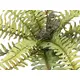 Lady fern in different shades of green-Bild-2