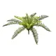 Small lady fern, ideal for arrangements-Bild-1
