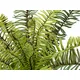 Small lady fern, ideal for arrangements-Bild-2