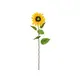 Sonnenblume mit langem Stiel-Bild-2
