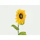 Sonnenblume mit langem Stiel-Bild-3