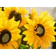 Sonnenblume mit langem Stiel-Bild-6