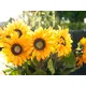 Sonnenblume mit langem Stiel-Bild-9