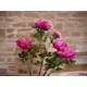 Pivoine (l'une des fleurs printanières les plus populaires)-Bild-3