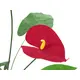 Gorgeous anthurium in rich bright colors-Bild-3