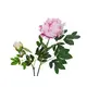 Pivoine (l'une des fleurs printanières les plus populaires)-Bild-2