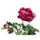 Peony, one of the most popular spring flowers-Bild-2