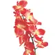 Orchid twig-Bild-2