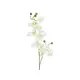 Orchideenzweig-Bild-2