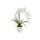 Orchidea in vaso decorativo-Bild-1