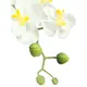 Orchidea in vaso decorativo-Bild-2