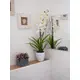 Orchidea in vaso decorativo-Bild-7