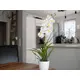 Orchidea in vaso decorativo-Bild-10