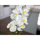 Orchidea in vaso decorativo-Bild-11