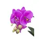 Orchid in decorative pot-Bild-2