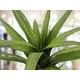 Aloe plant with soft-touch leaves - looks lifelike-Bild-2
