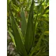 Aloe plant with soft-touch leaves - looks lifelike-Bild-3
