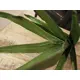 Aloe plant with soft-touch leaves - looks lifelike-Bild-4