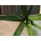 Aloe plant with soft-touch leaves - looks lifelike-Bild-6