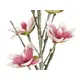 Magnolia with five detailed blossoms-Bild-2