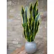 Sansevieria con foglie morbide al tatto, ideale per rendere più verde l'ambiente-Bild-5