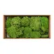 Natural moss for decoration-Bild-1