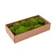 Natural moss for decoration-Bild-2